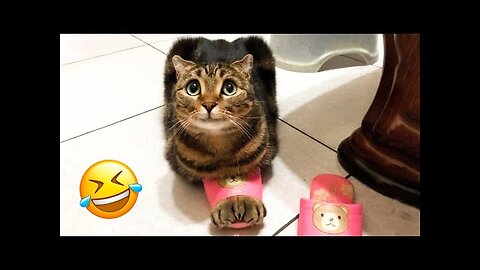 Funniest Dogs And Cats Videos 😅 - Best Funny Animal Videos 2023 😇 #4 Funny Animals World