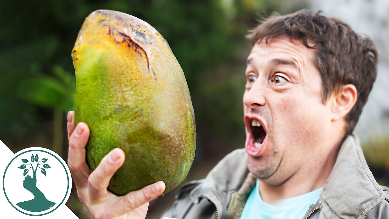 HUGE 2KG GIGANTIC MANGO FRUIT! - Growing Mangos From Seed