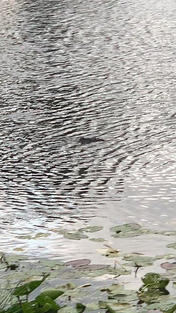 When you go for a walk