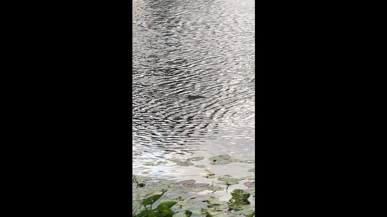 When you go for a walk