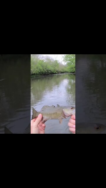 Rock Bass creek fishing