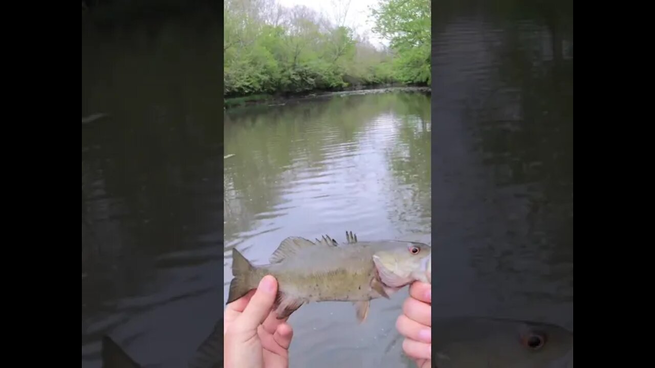 Rock Bass creek fishing