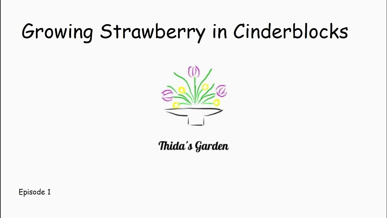 Growing strawberries in cinder block