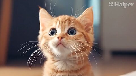 Cute Cat Gif