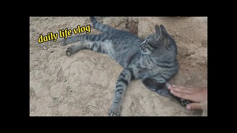 cat's daily life usually sleep on the ground | daily life vlog