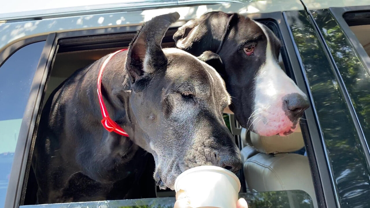 Happy Great Danes Share A Frozen Vanilla Custard Pup Cup