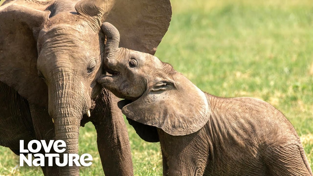 Cutest Baby Animals: Wild Dog, Baboon & Elephants | Love Nature