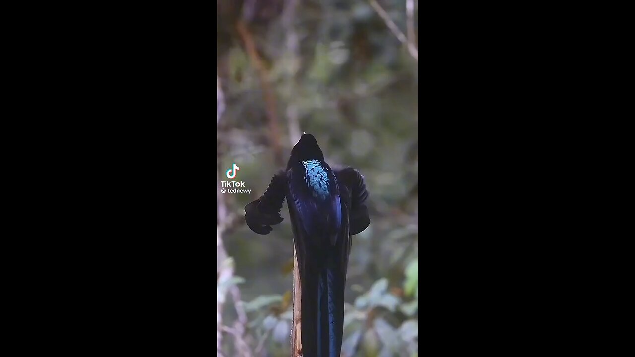 Bird of paradise