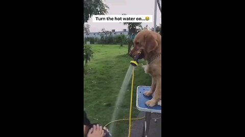 Golden Retriever Helps with Shower