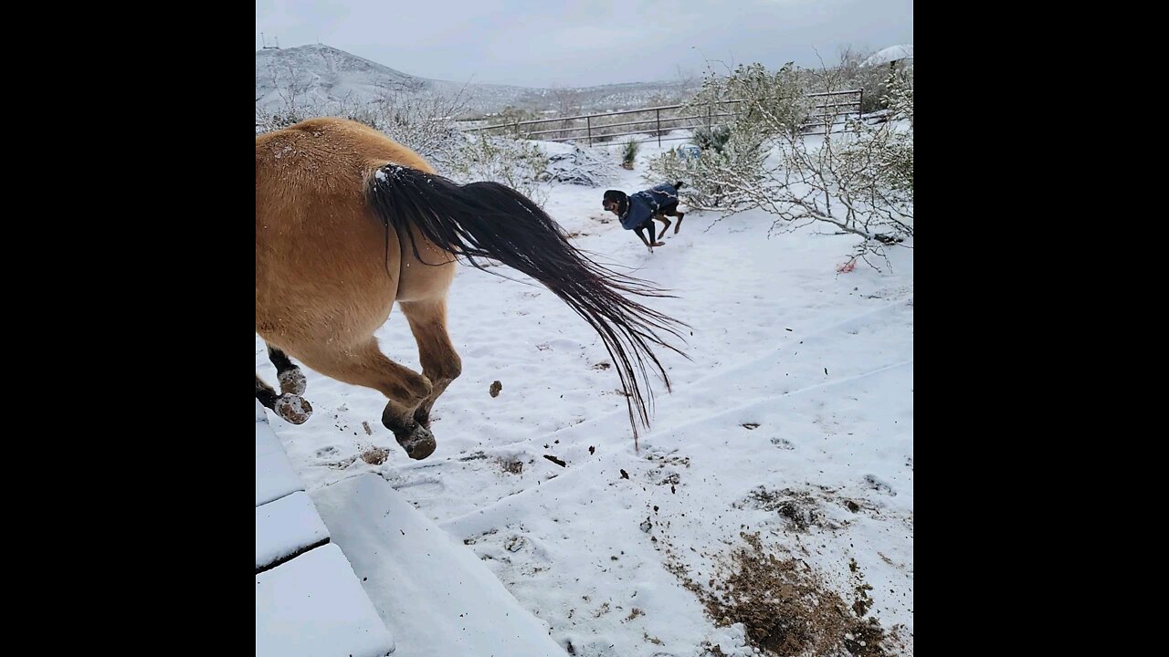 Nast Pack Snow Time