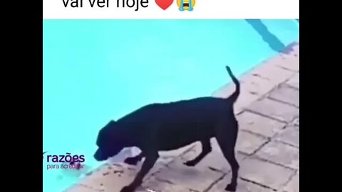 O VIDEO MAIS LINDO DO MUNDO 2021
