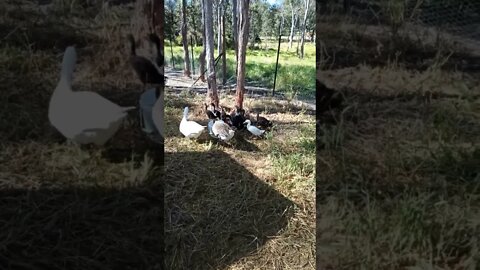 Here are the Geese to look after them