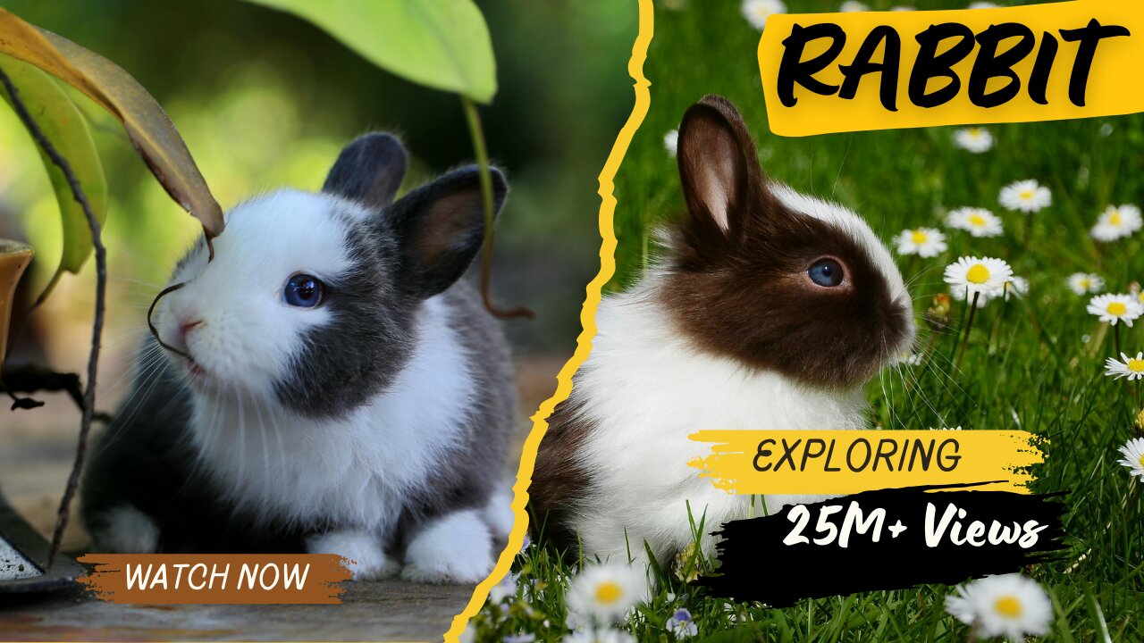 Rabbits Also known As Bunnies ll EPIC FAIL ll