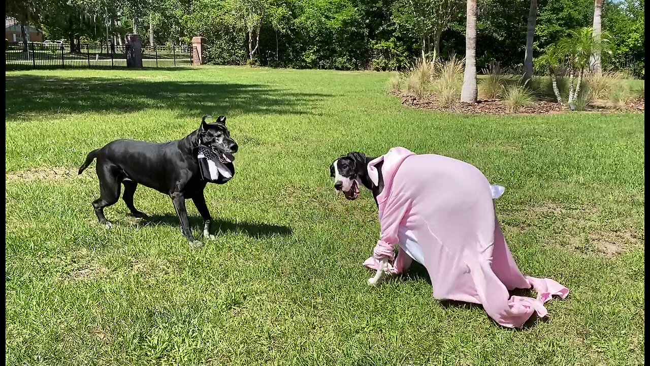 Funny Great Dane Bunny Costumes Become Epic Wardrobe Malfunction