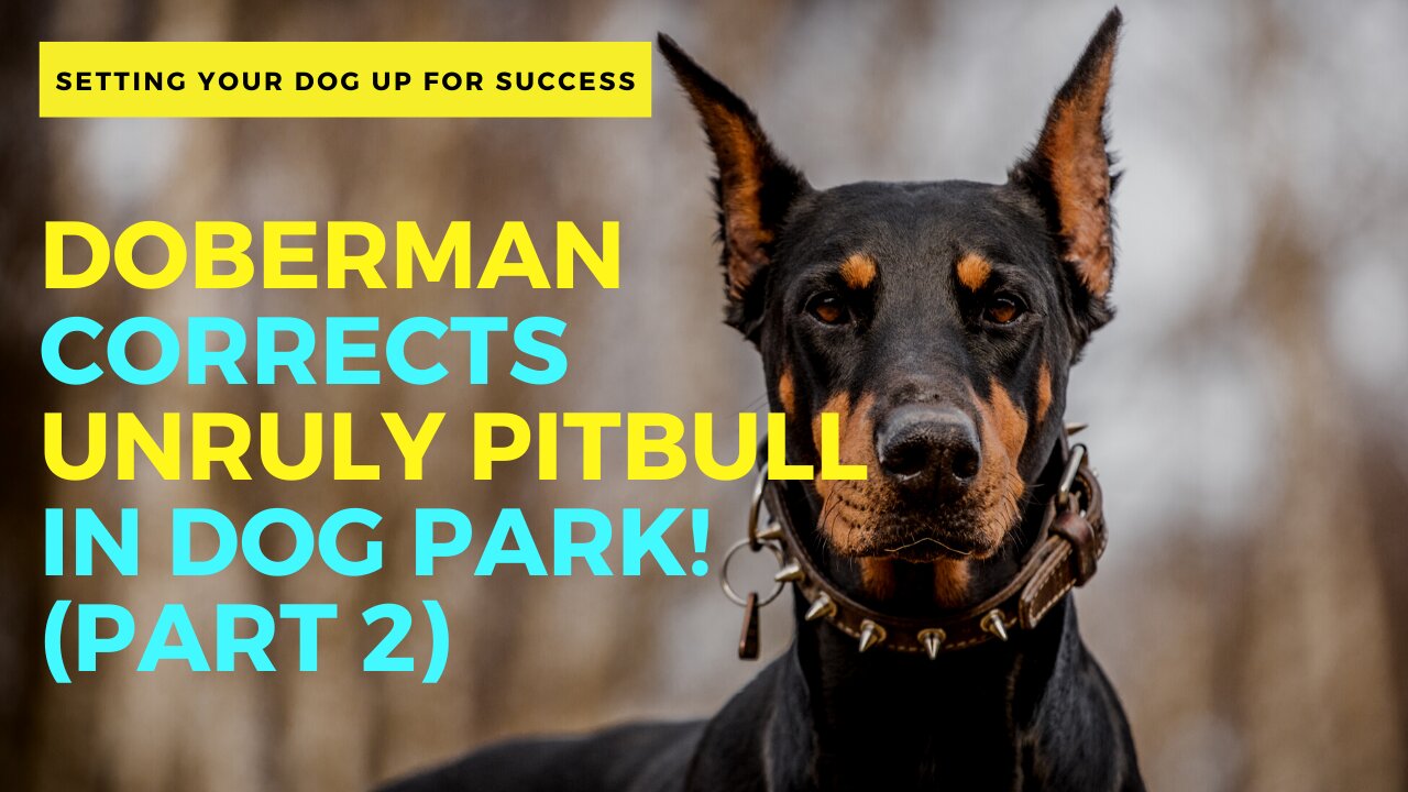 Doberman Corrects Unruly Pitbull In Dog Park! (Part 2)