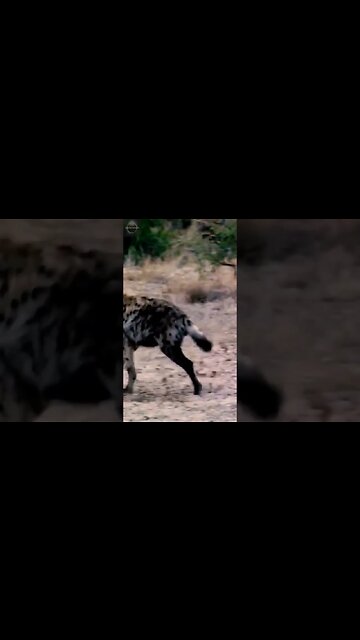 #shorts, #animal, #animals, #animalfacts, #animalshorts, #nature, #wildlife, #wildlifeanimals