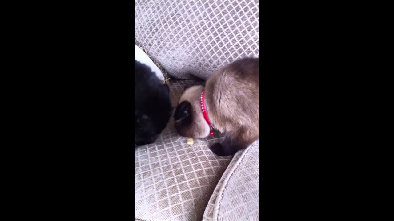 Boston and Charlie Cat Share Treats