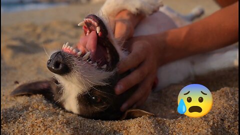 Canine Comedy Chaos: The Hilarious World of Funny Dogs!