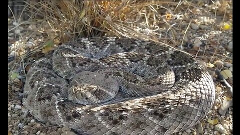 Waking up a rattle snake