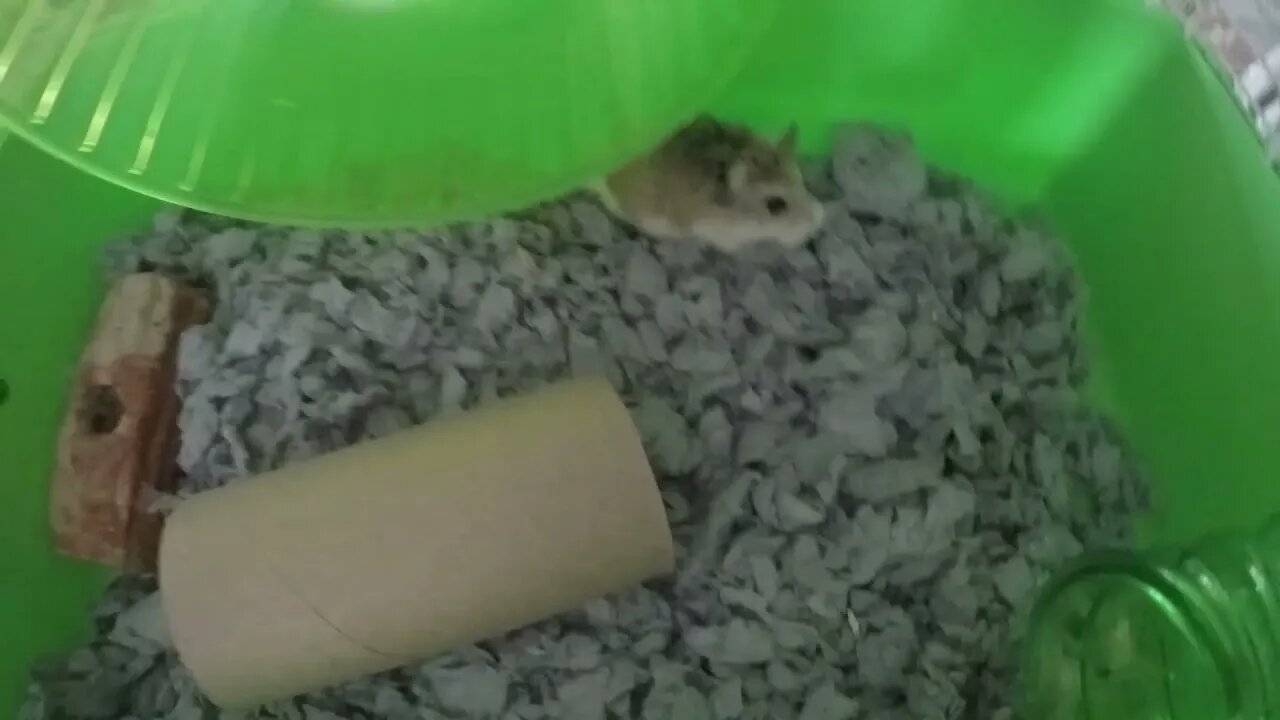 Hamster spotlight: Robbie