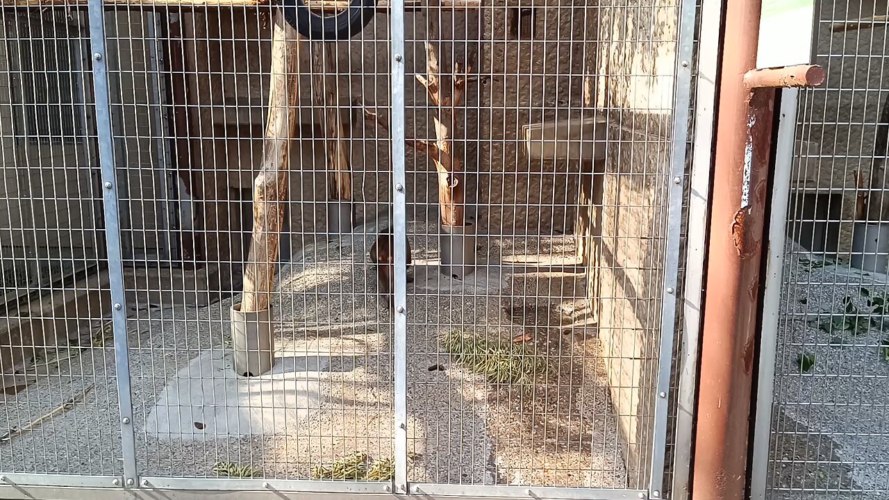 Monkeys in Ueno Park Zoo 2nd Video