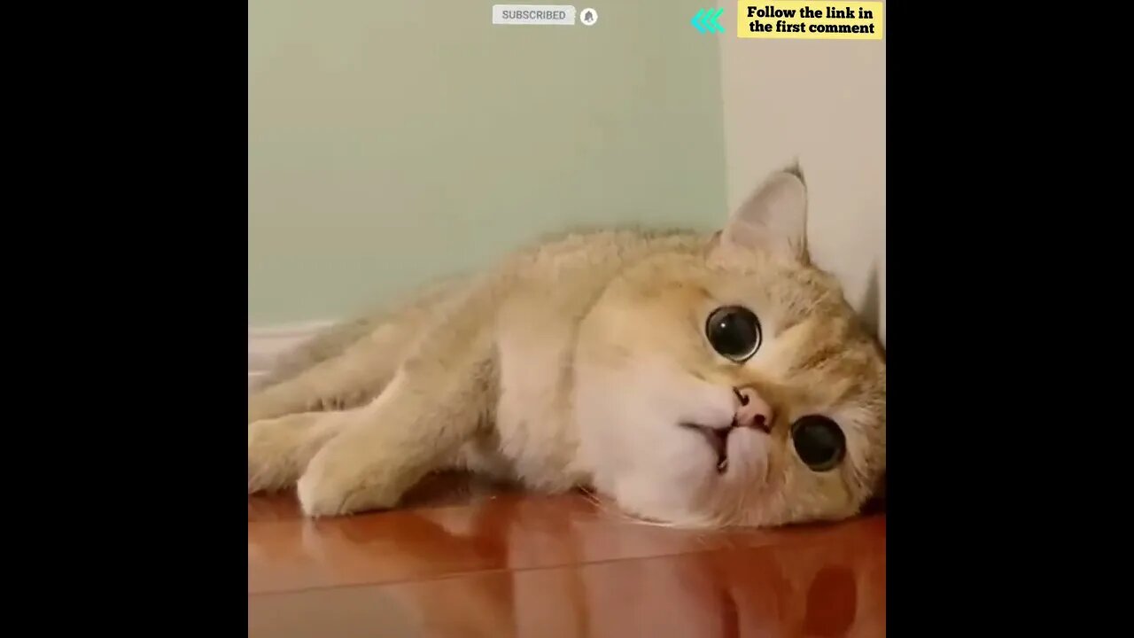 cute cat videos 😹 funny videos 😂 844 😻