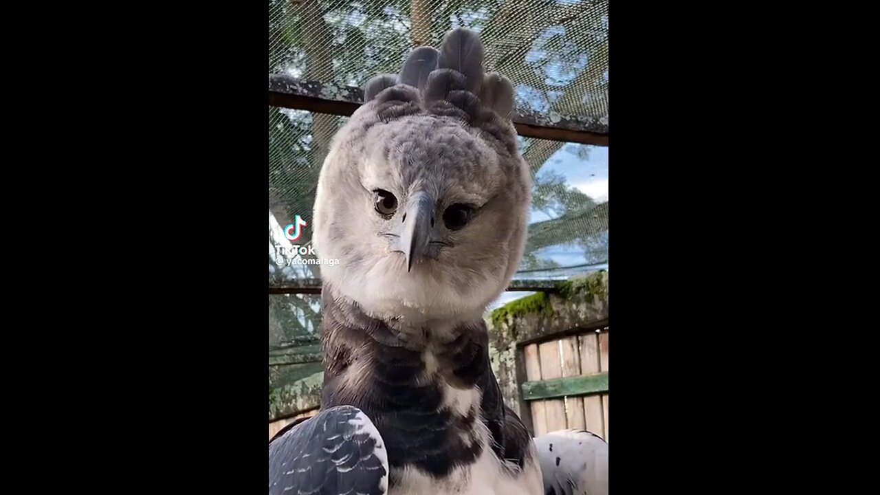 AVIAN ALIEN CREATURE - Its a Harpy Eagle from New Guinea