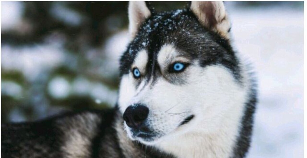 Check out this Dog eyes and the most beautiful Sea.