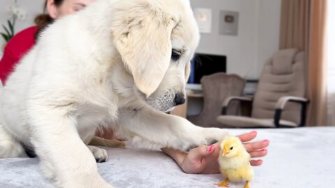 Tiny Puppy Reacts to Baby Chick [Cuteness Overload]