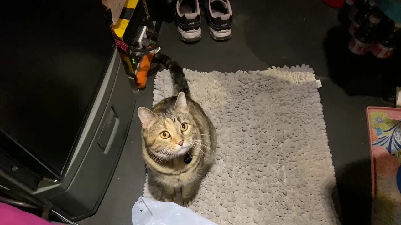 Chase me!