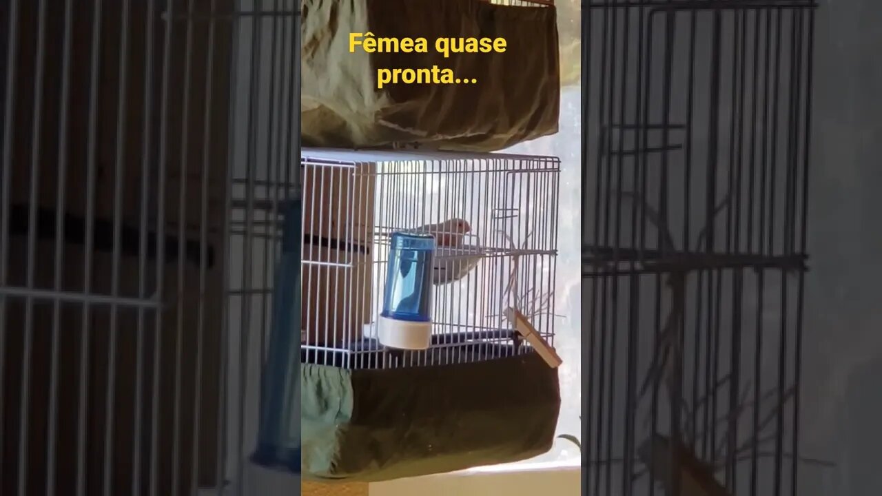 Fêmea quase pronta para acasalar