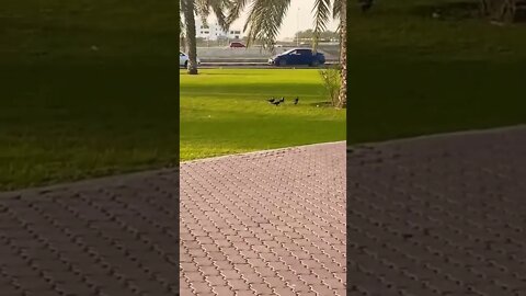 #lifeinoman #oman #beautiful #subscribe #short #crow 🥳#subscribetomychannel
