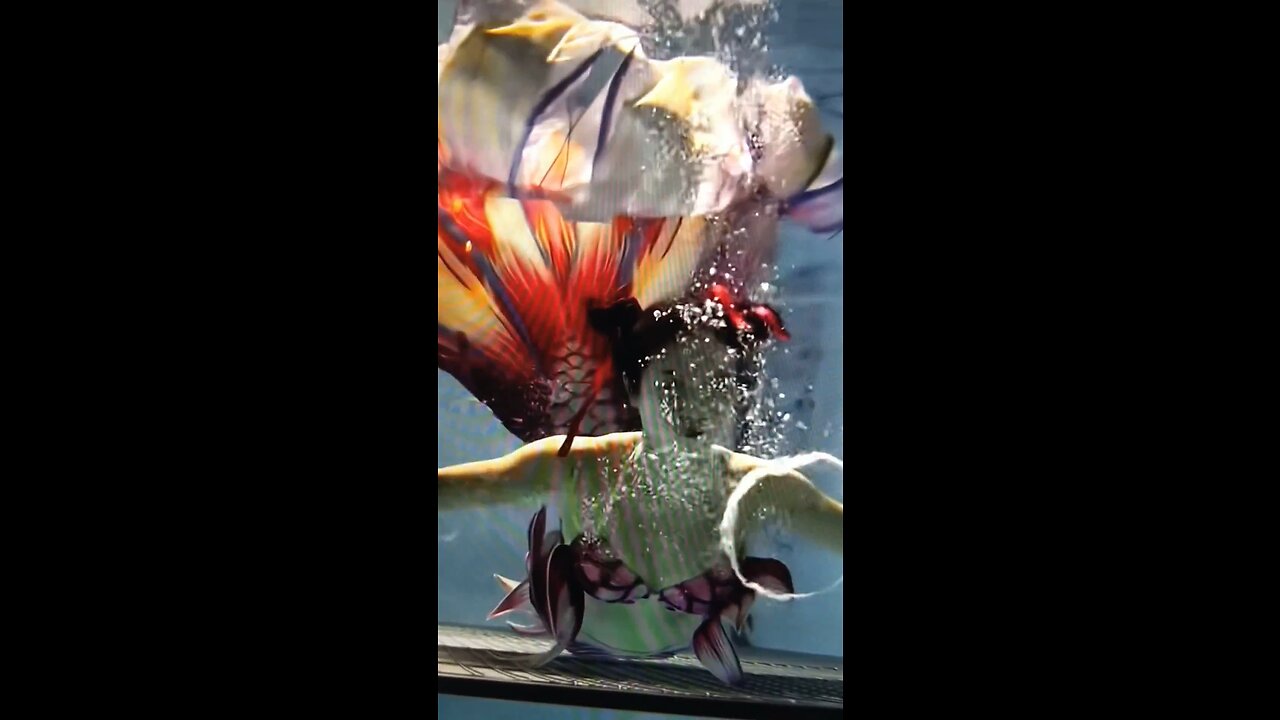 Mother and daughter’ mermaid performing show at the Seaworld