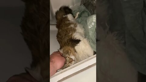 Cat in the Dryer