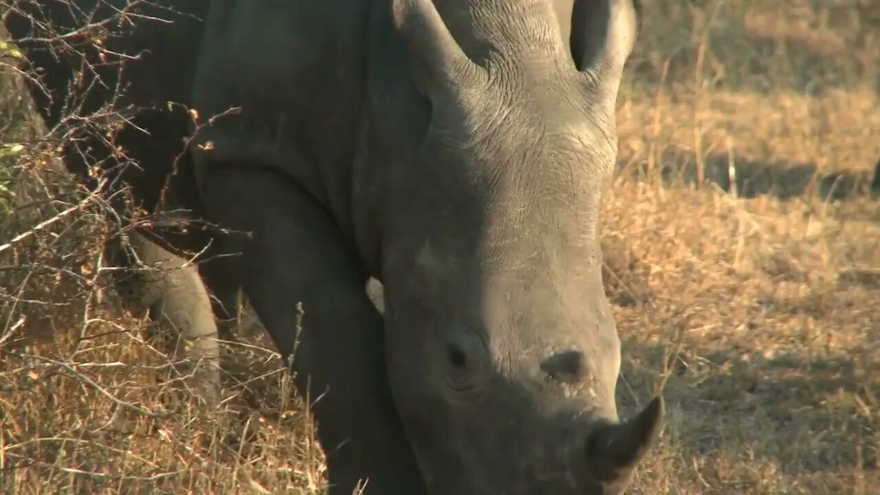 Rhinoceros Eating