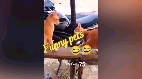 Funny Pets 😂😂😂