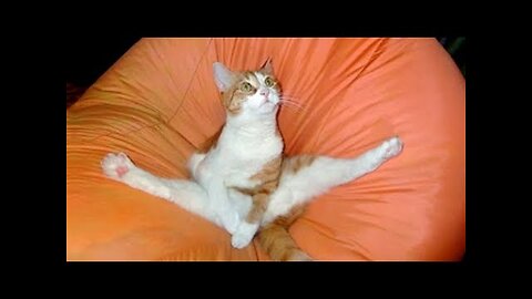 Best Funny Animal Videos Of The 2023 🤣 - Funniest Cats And Dogs Videos 😺😍😂🐶 Funny cat & dog videos 😍