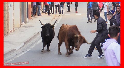 FITERO ( NAVARRA ) TARDE VACAS CALLE ( MIERCOLES 15 MARZO 2023 ) GANAD.ESTENAGA