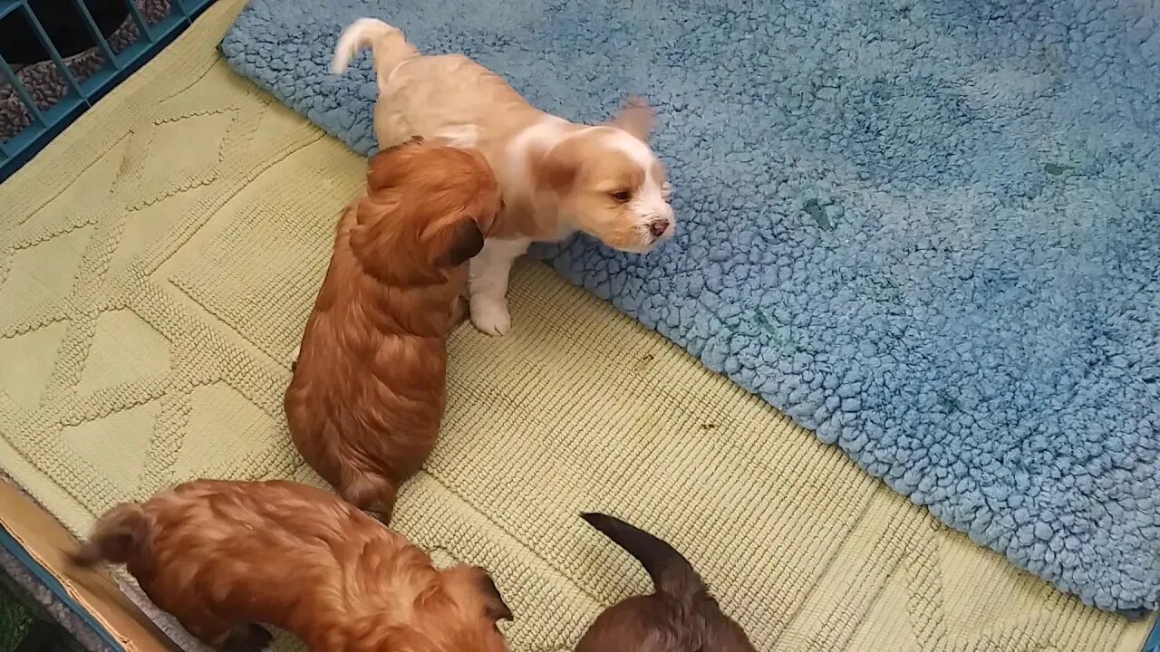 G & H Litter Videos 4/4/20(2)