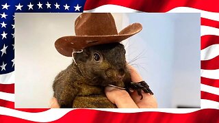 Squirrels and Freedom