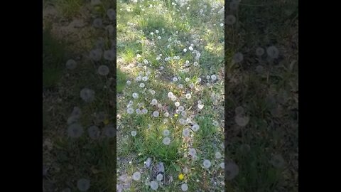 Dandelion, Dandelion and more Dandelion 🌻