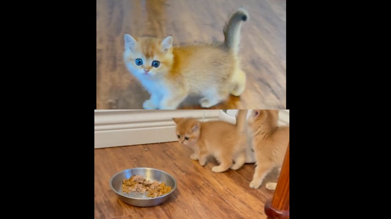 cute pussy jumping to get food