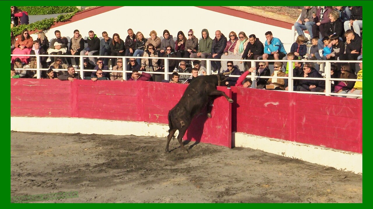 RADA ( NAVARRA ) TARDE VACAS CALLE Y PLAZA ( DOMINGO 14 MAYO 2023 ) GANAD.JAVIER TAIXE