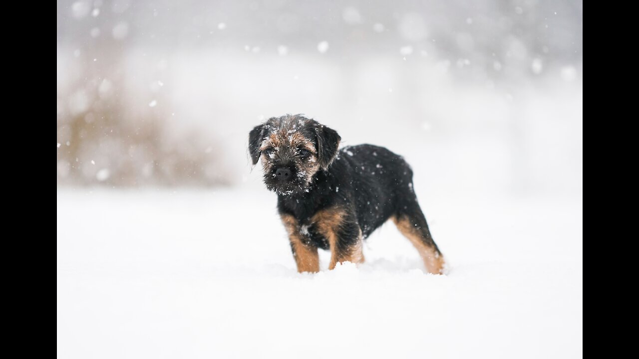 Do Whatever It Takes Not To Laugh, Funny Animals. (Funny Animals #162)