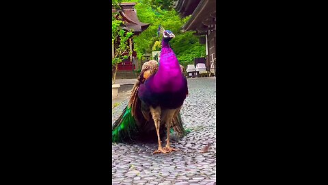 world beautiful Peacock video