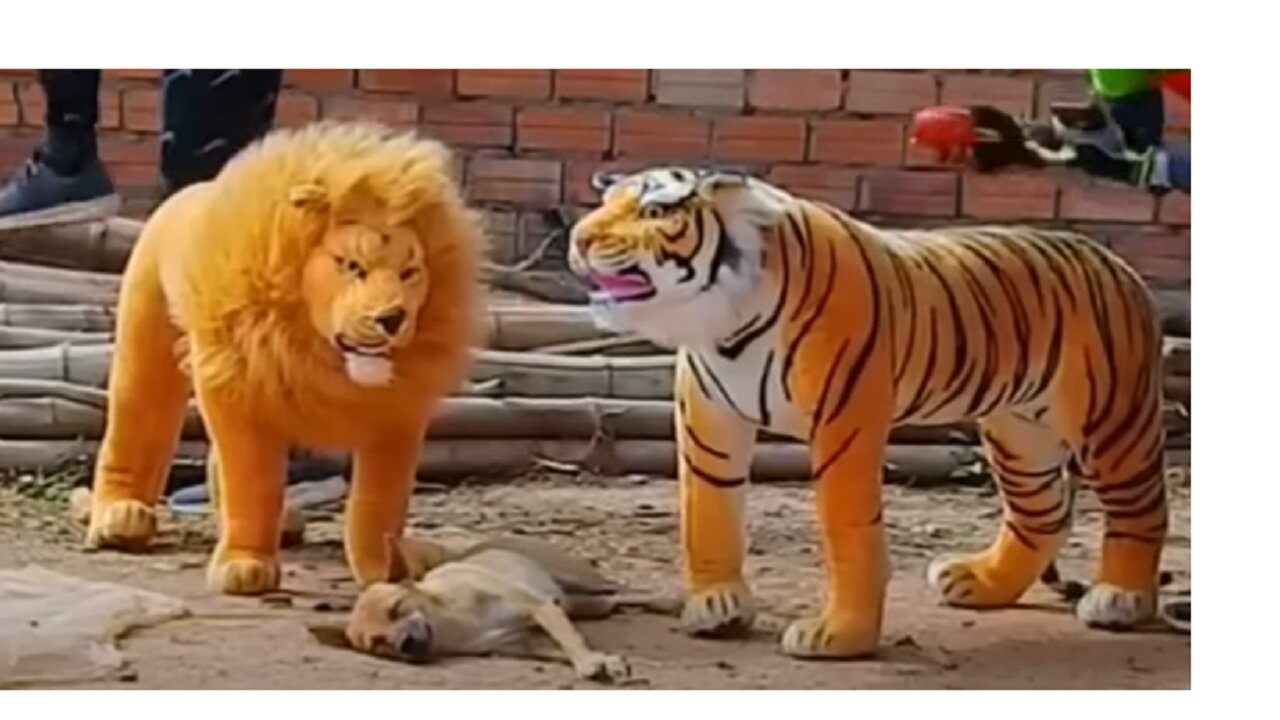 Prank Dog Funny, Fake Lion and Fake Tiger Prank