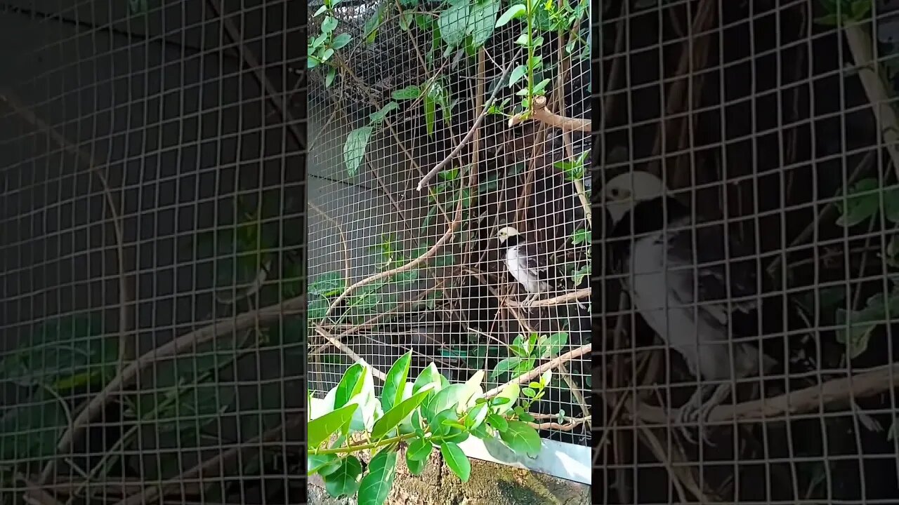 Ternak Burung Jalak Hongkong