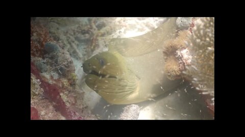 Coffin Patch Reef, Florida Keys