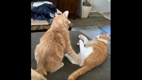 #SUBSCRIBE PLEASE - INCREVA POR FAVOR