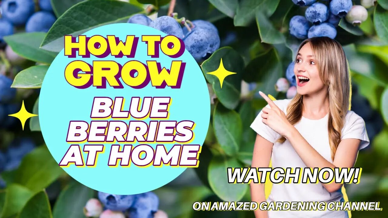 how to grow Blueberry at home I Grow #blueberries at home now I #AmazedGardening I #Blueberriesfruit